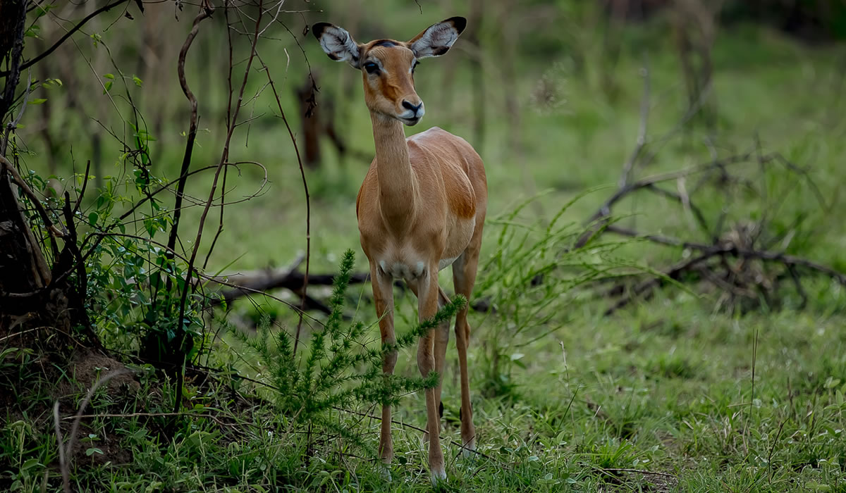 14 Days Ultimate Rwanda Safari Experience