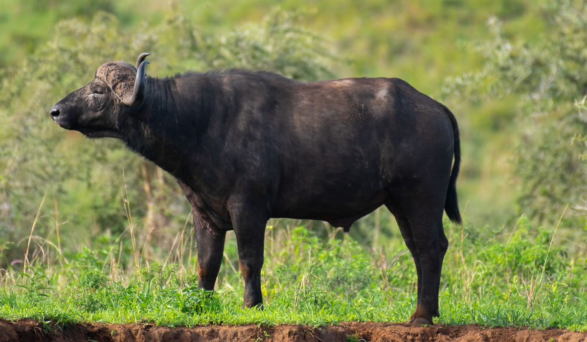 12 Days Rwanda Grand Safari Tour