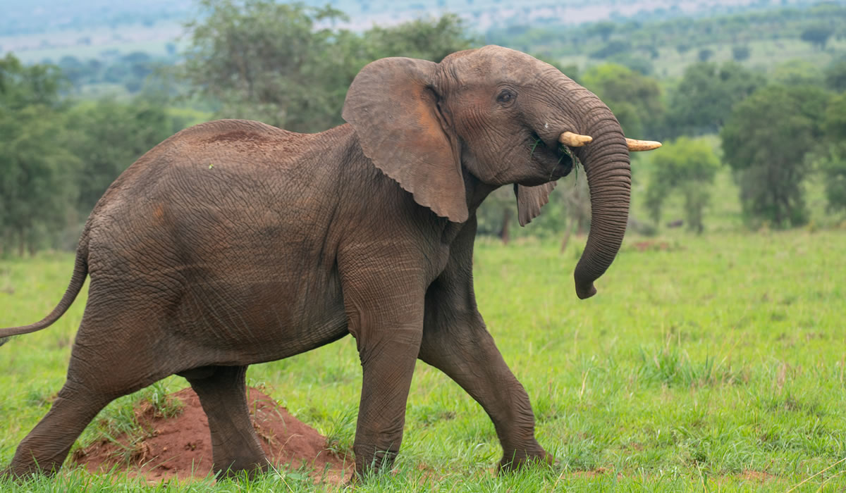 3 Days Akagera National Park Safari