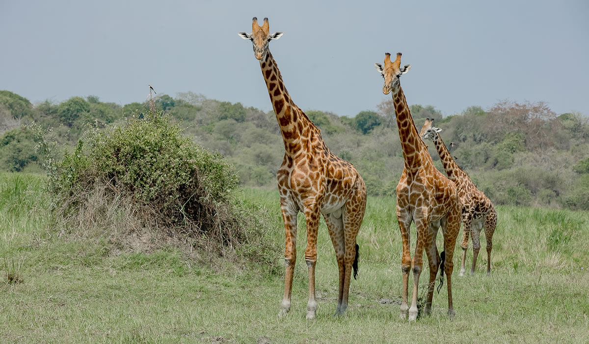 2 Days Akagera Wildlife Safari