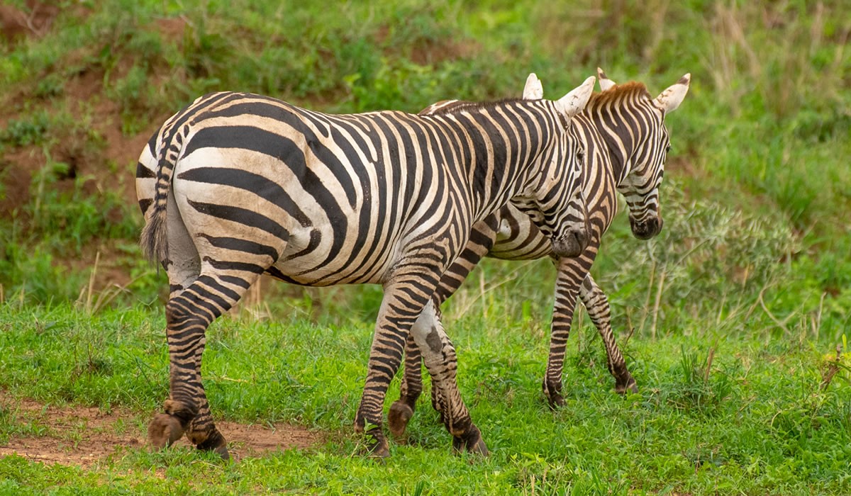 6 Days Best of Rwanda Safari