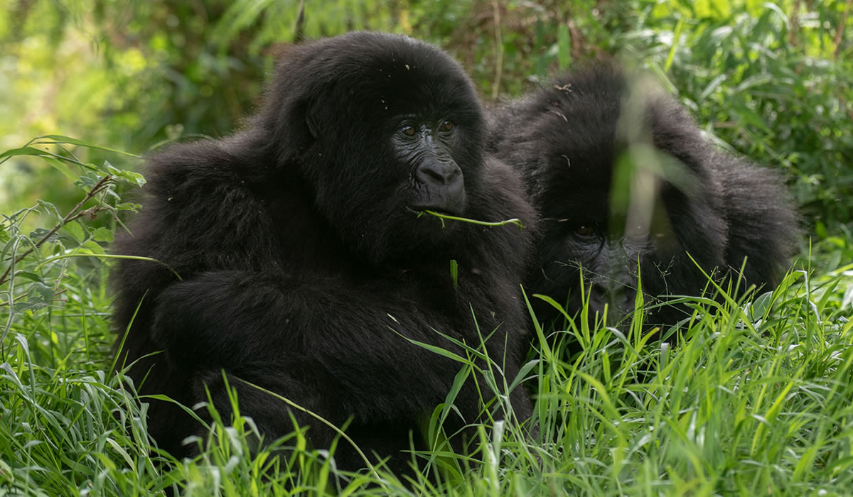 3 Days Gorilla Trekking Uganda Tour