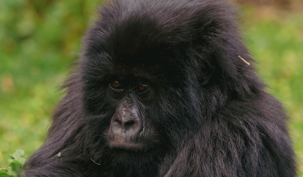 3 Days Virunga Gorilla Trekking Safari