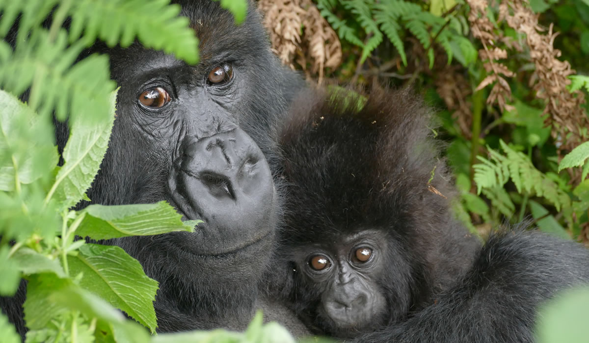 2 Days Congo Gorilla Trekking Safari