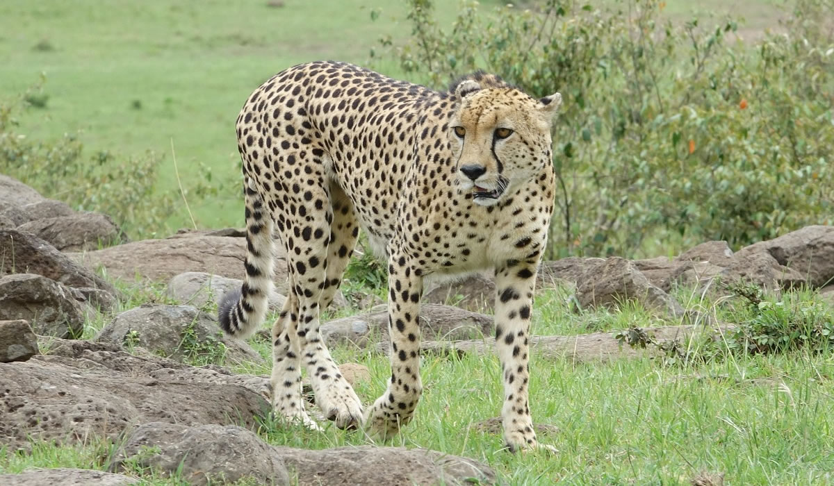 4 Days Masai Mara and Lake Naivasha Safari, Kenya Safaris