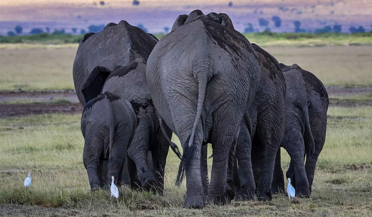 6 Days Kenya Wildlife Safari