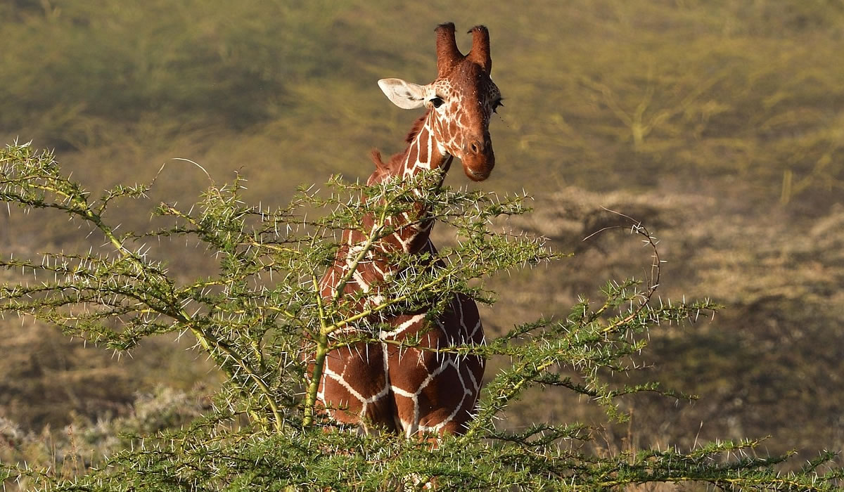 12 Days Ultimate Kenya Safari Experience