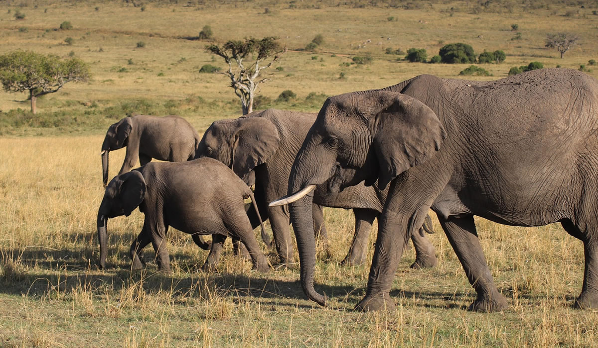 11 Days Classic Kenya Safari Tour
