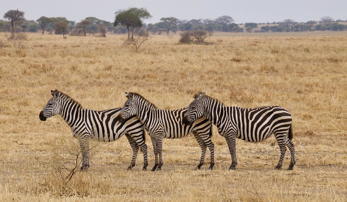 10 Days Kenya Wildlife and Beach Safari