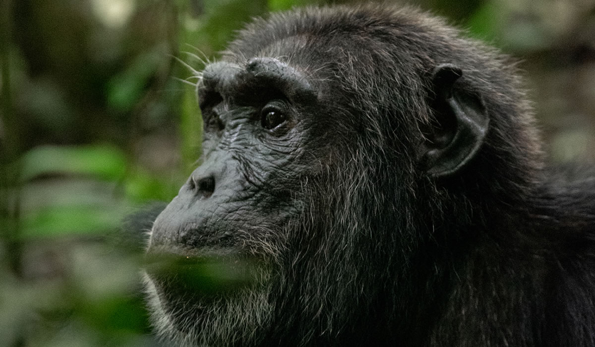 6 Days Uganda Primate Tracking Safari