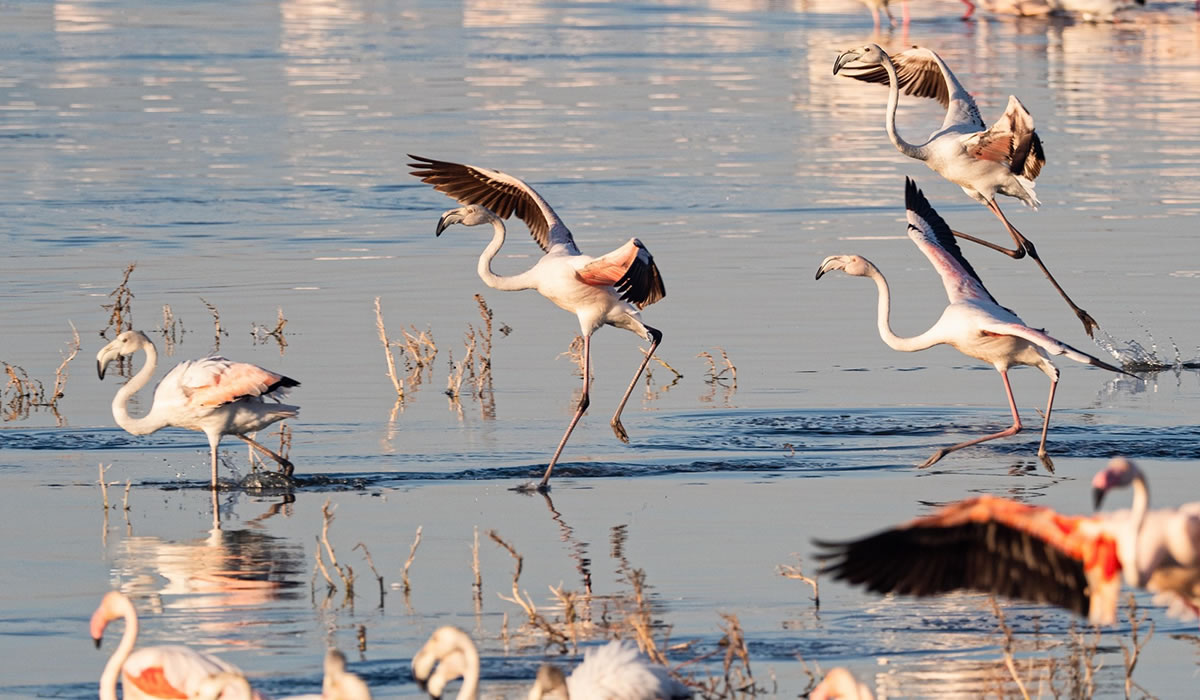 5 Days Masai Mara and Lake Nakuru Safari