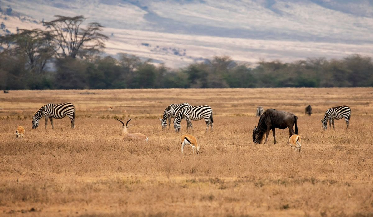 3 Days Ngorongoro Crater Safari