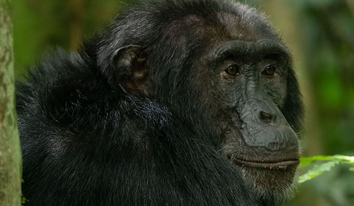5 Days Rwanda Gorillas and Chimpanzee Safari