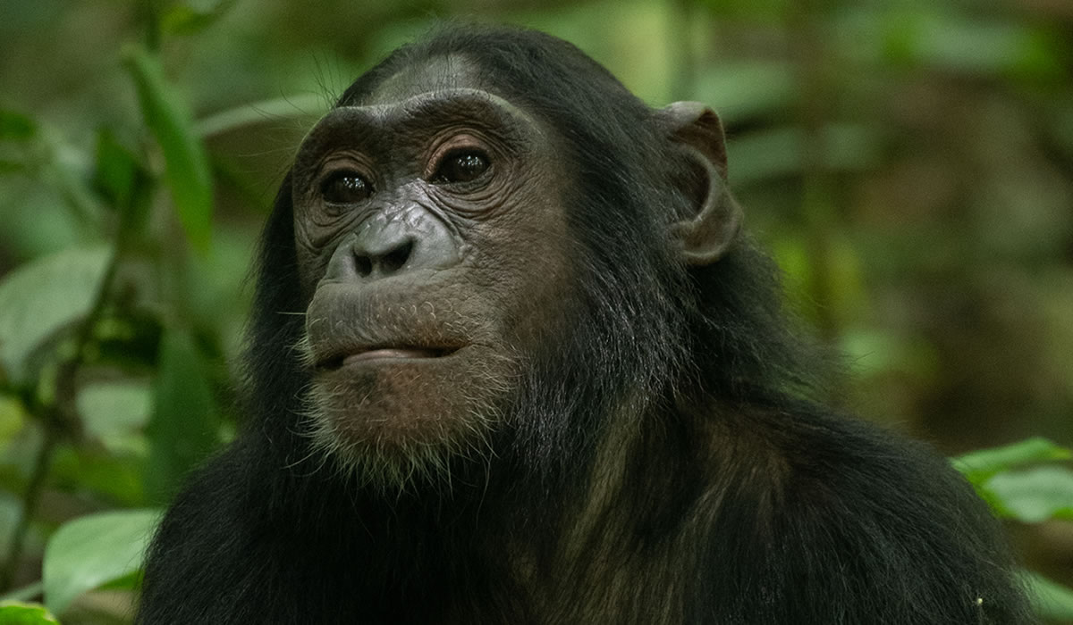 3 Days Nyungwe Forest Chimpanzee Trekking