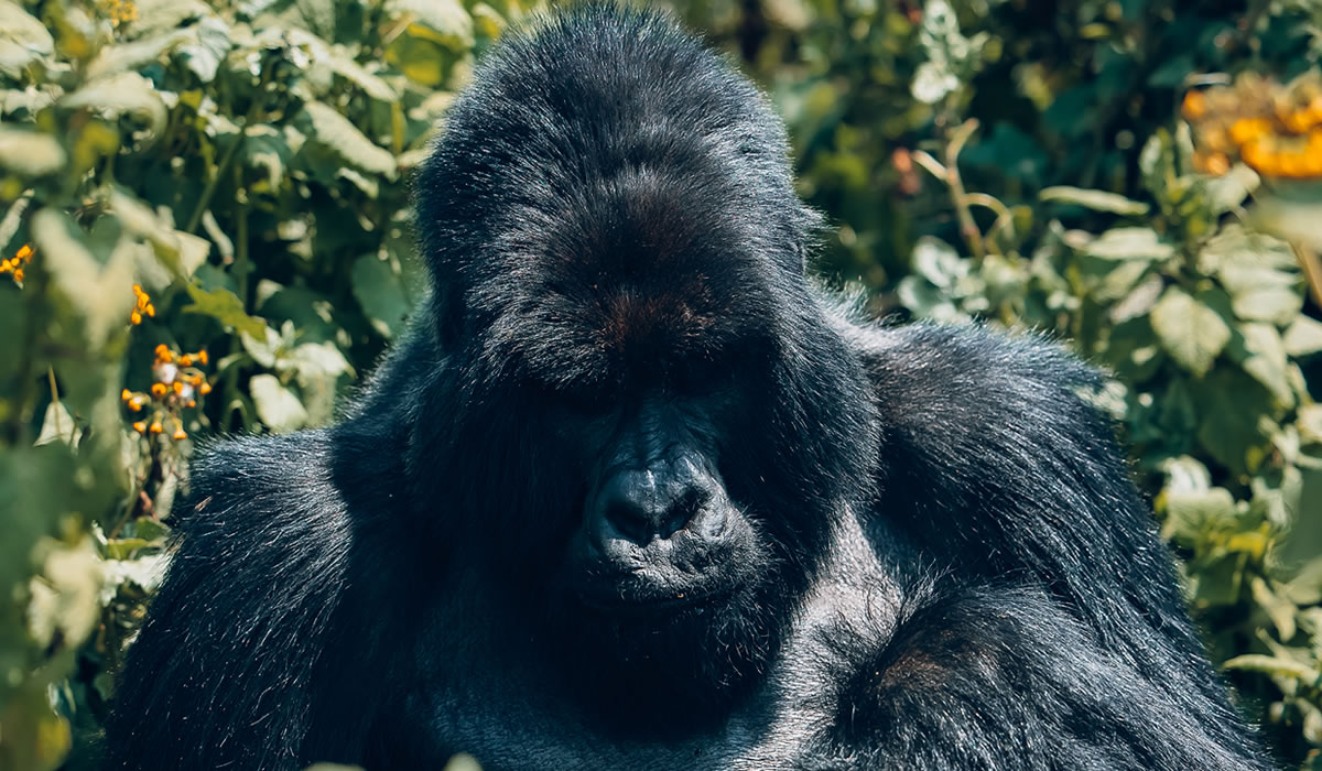 2 Days Gorilla Trekking Rwanda