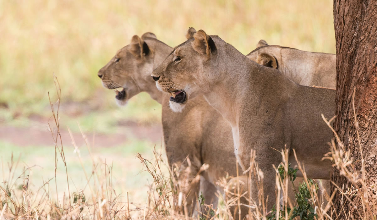 8 Days Serengeti, Ngorongoro and Tarangire Safari