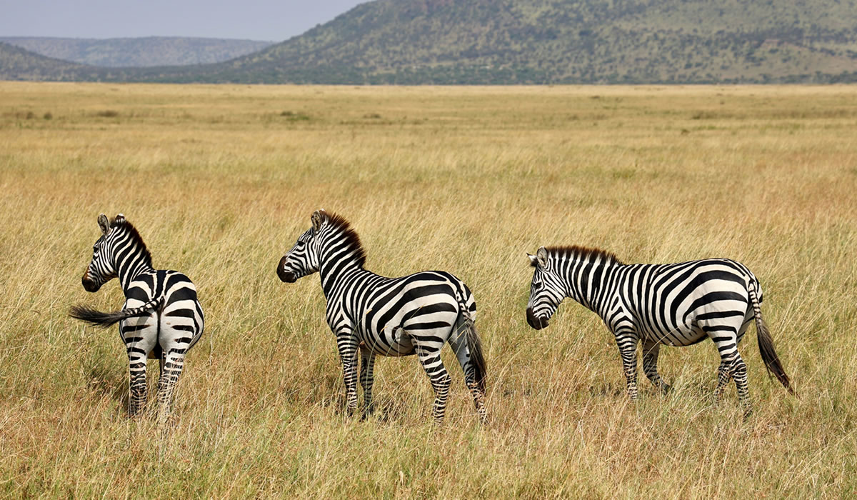 4 Days Serengeti and Ngorongoro Safari