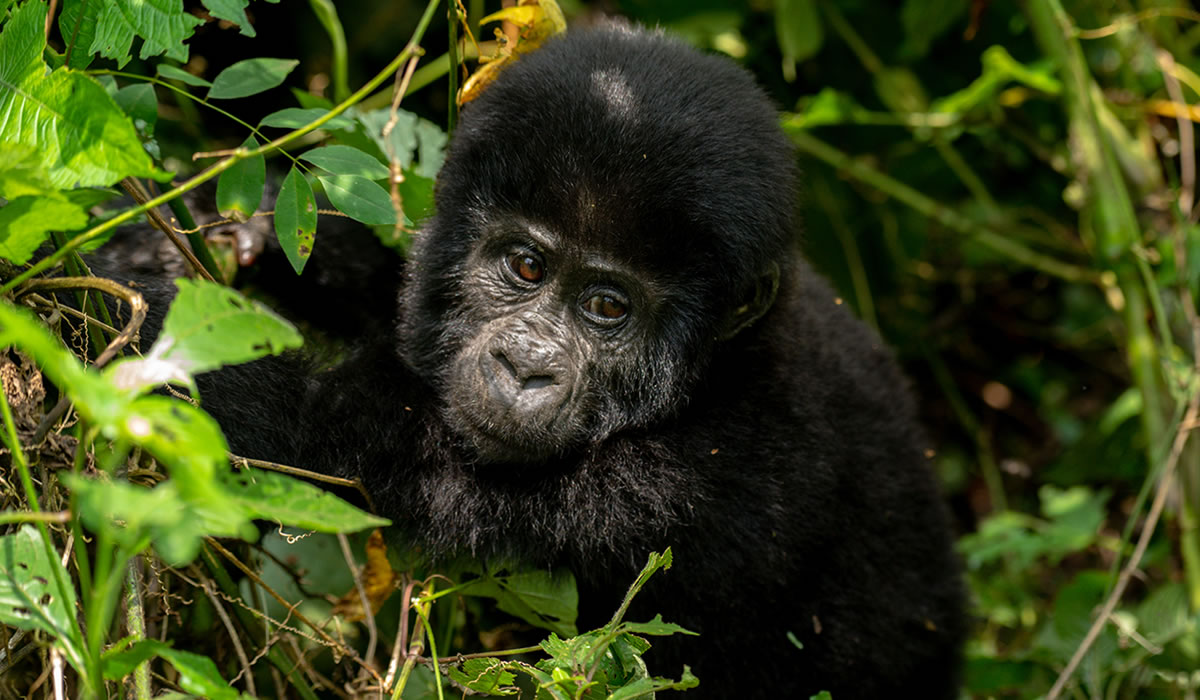 Gorilla Trekking Experience in Uganda