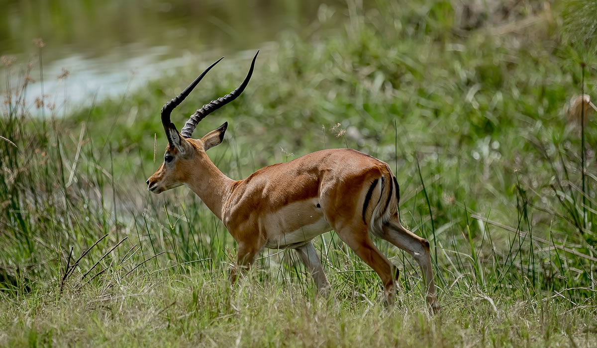 Akagera National Park