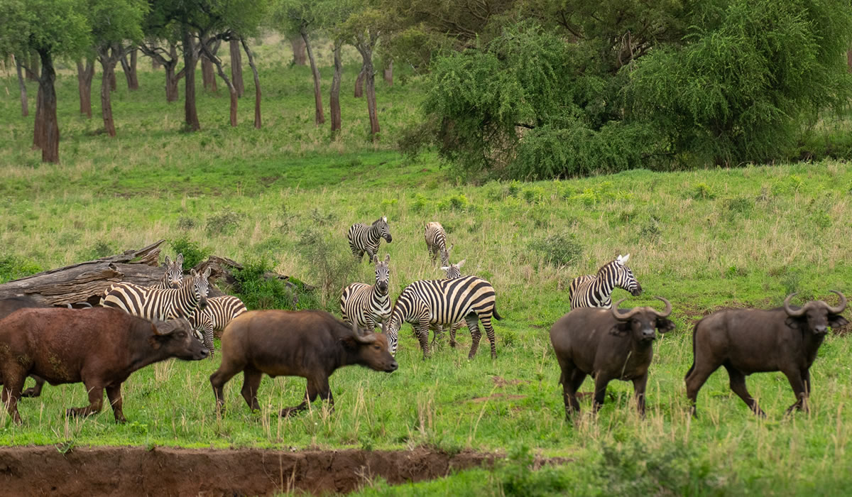 12 Days Ultimate Uganda Gorilla and Wildlife Safari