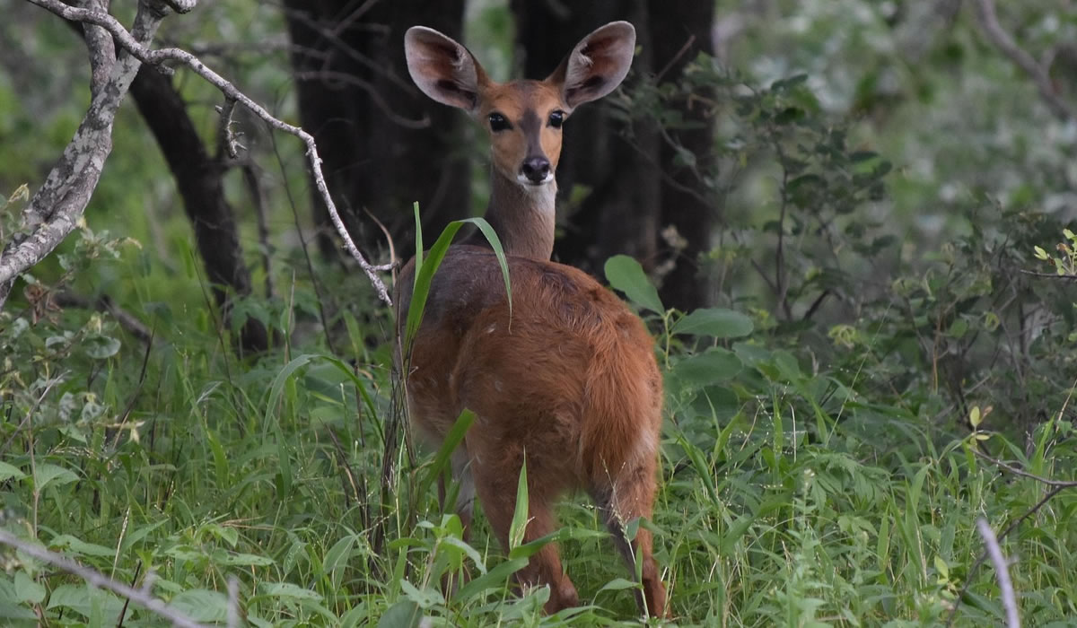 5 Days Best of Burundi Safari
