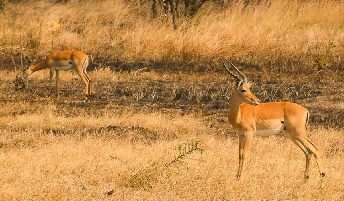 6 Days Northern Circuit Tanzania Safari