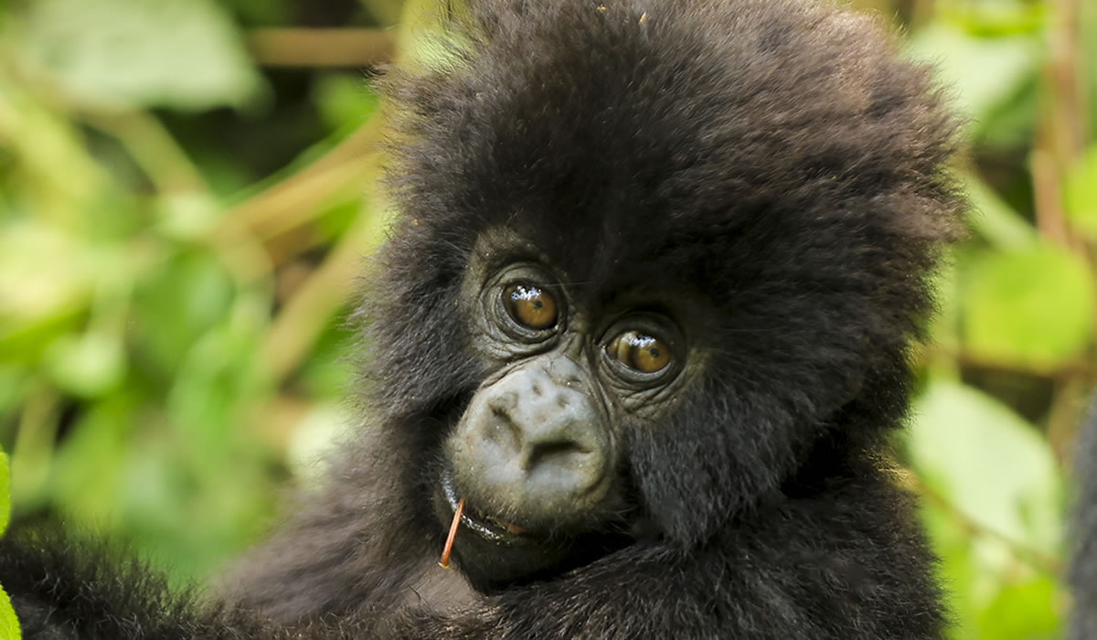 4 Days Rwanda Wildlife and Gorilla Safari, About Rwanda