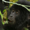 5 Days Uganda Gorillas and Wildlife Safari