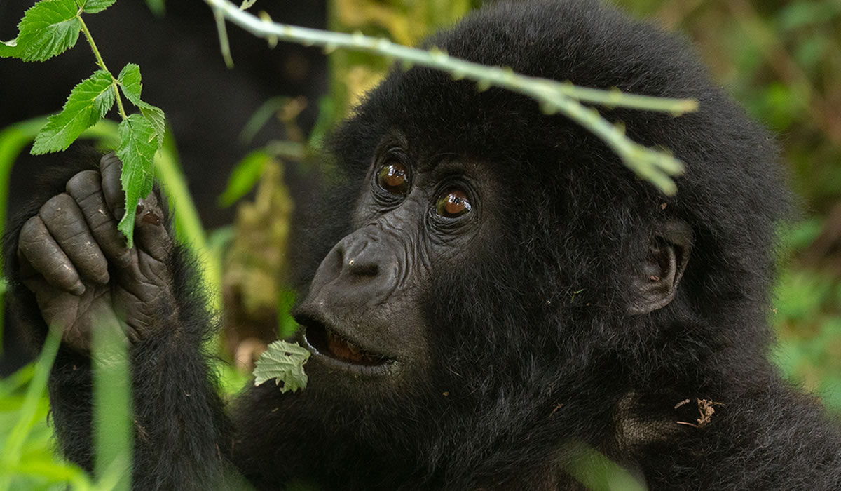 5 Days Uganda Gorillas and Wildlife Safari
