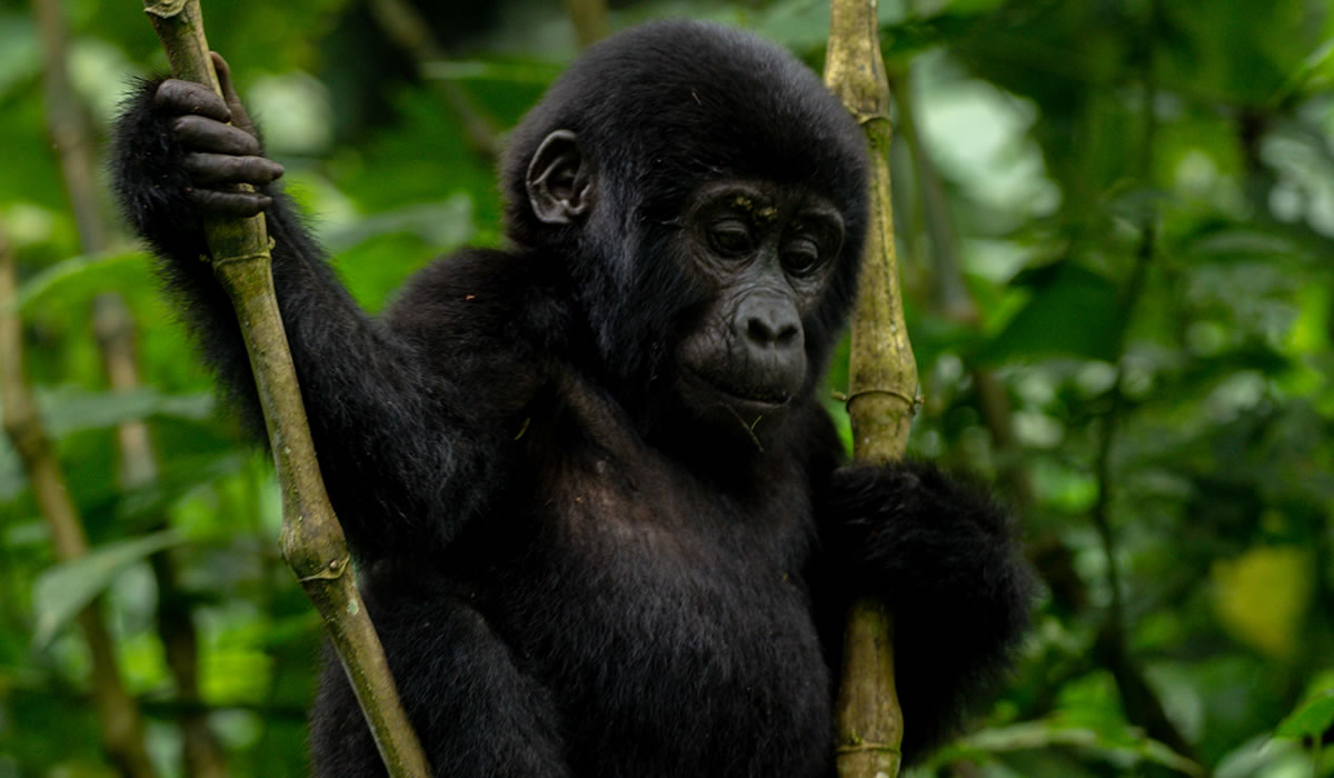 Top 10 Tourist Attractions in Uganda