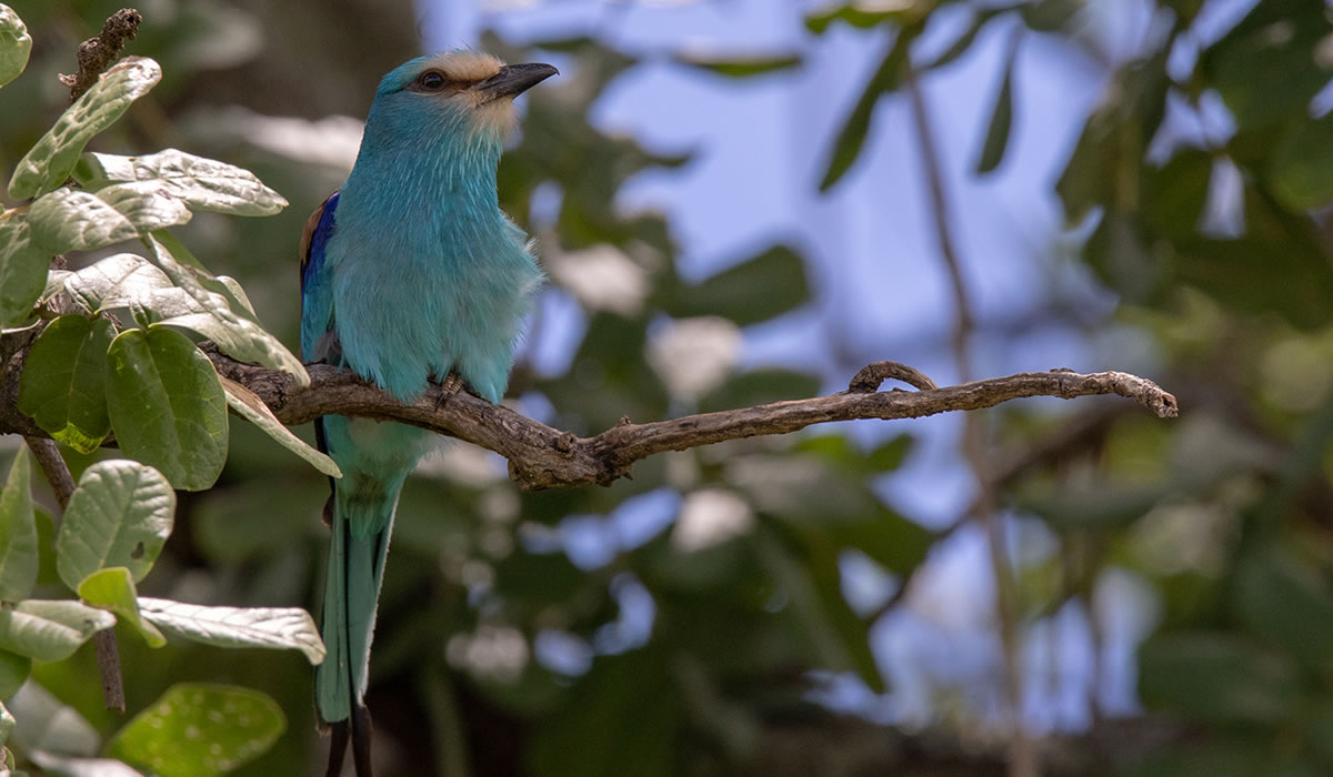 Bird Watching in Uganda