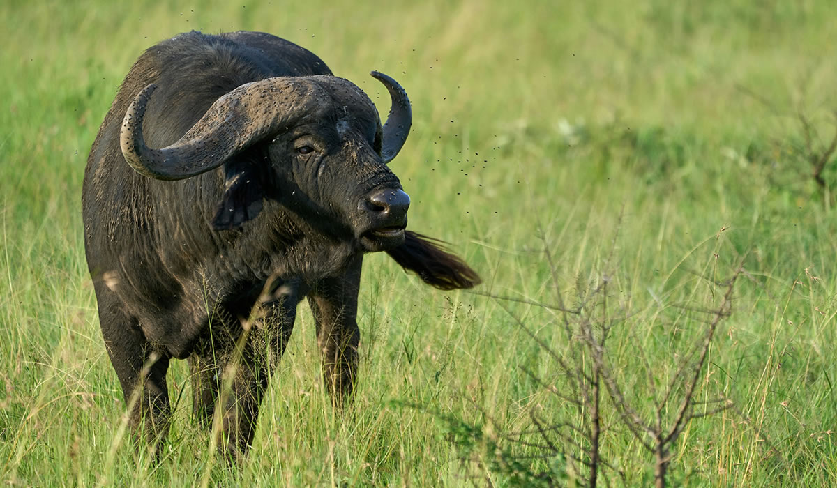 9 Days Best of Tanzania Safari