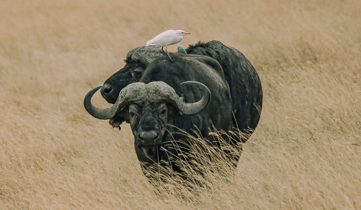 3 Days Serengeti National Park Safari