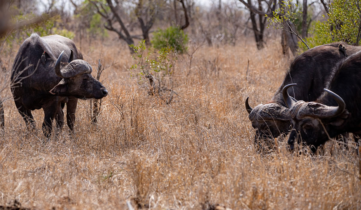 9 Days Kenya Big Five Safari