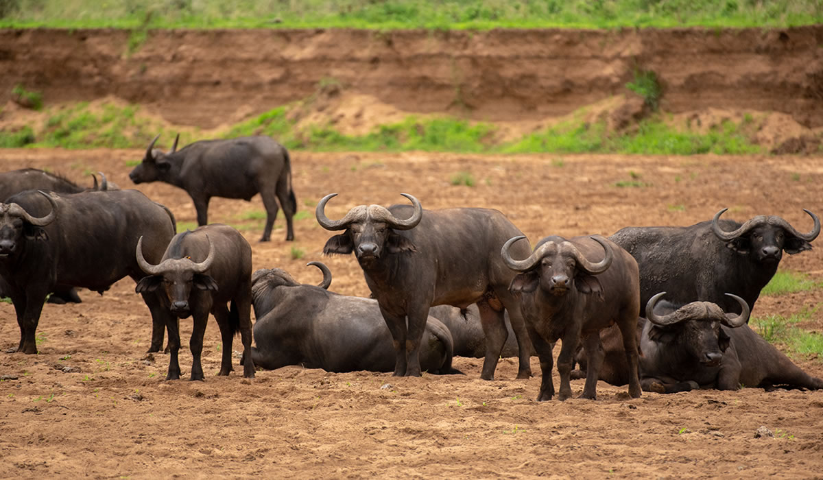 6 Days Gorillas and Murchison Falls Safari