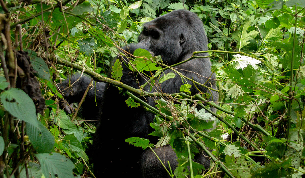 Bwindi Impenetrable National Park