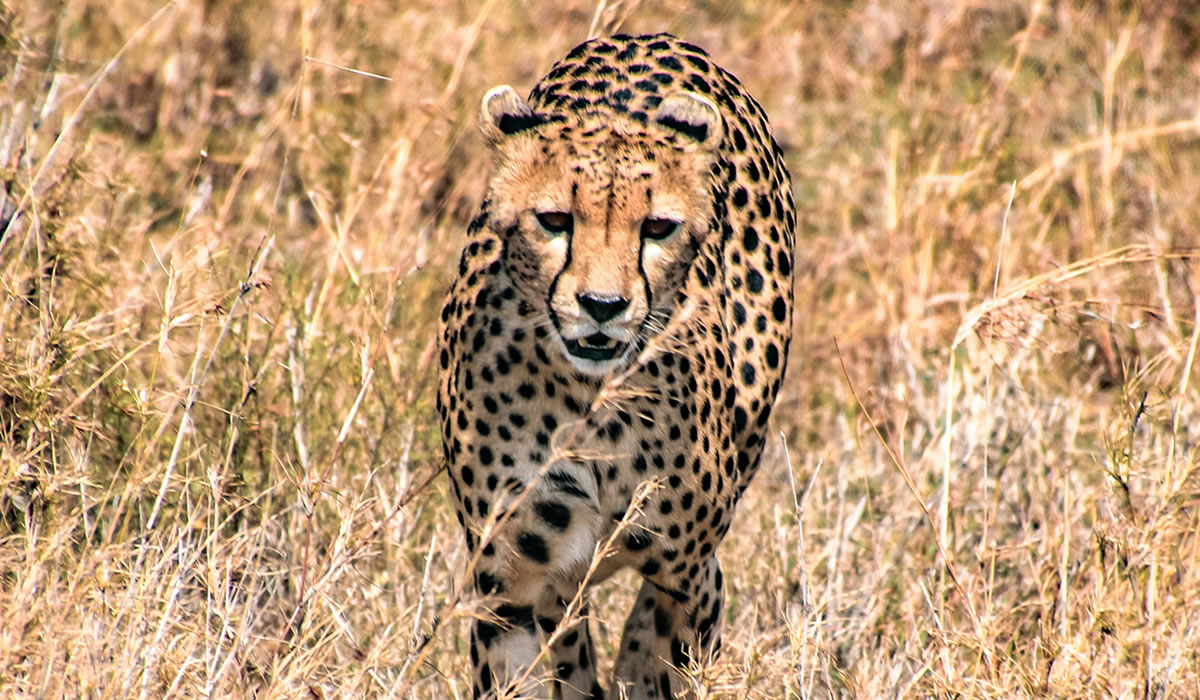 7 Days Tanzania Classic Safari