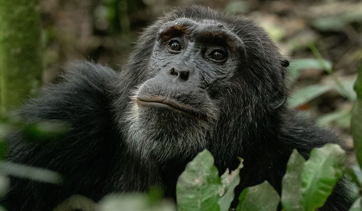 3 Days Chimpanzee Tracking Safari in Kibale, Uganda Safaris