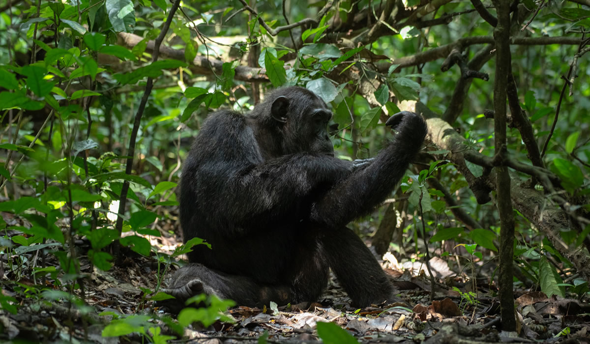 A Guide to Chimpanzee Tracking in Kibale Forest