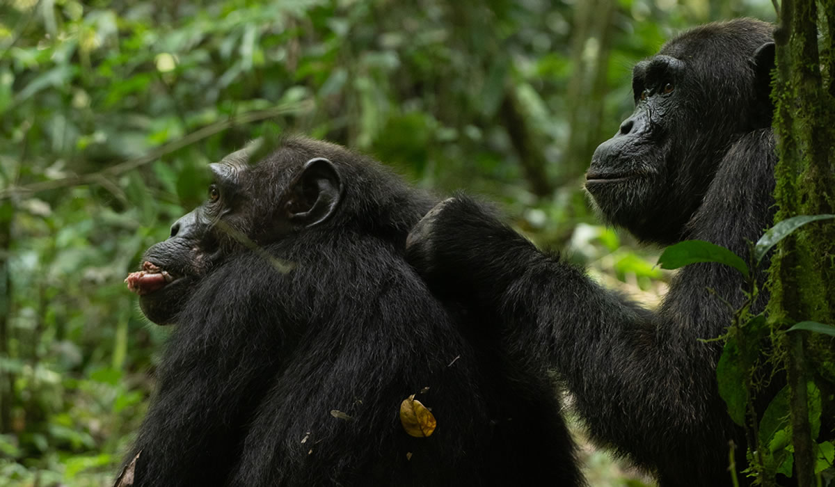 Chimpanzee Tracking in Uganda