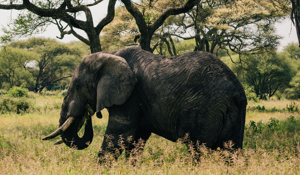 5 Days Serengeti and Ngorongoro Safari