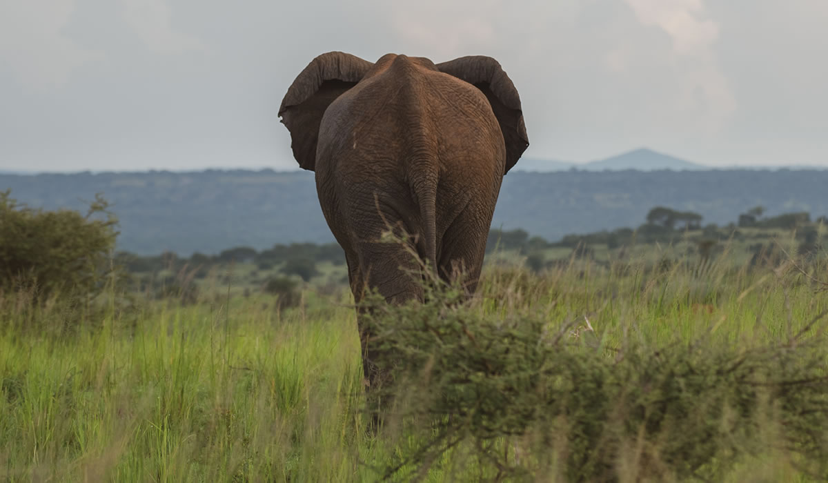 5 Days Queen Elizabeth and Kibale Safari