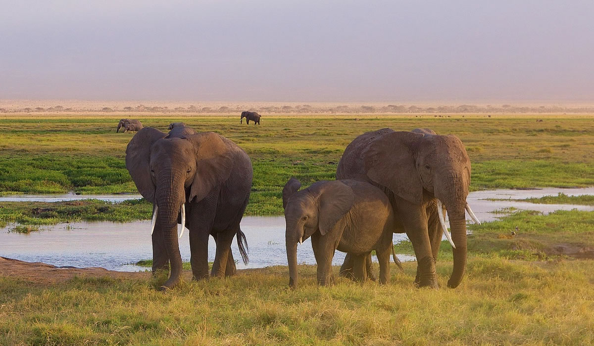 3 Days Masai Mara Safari