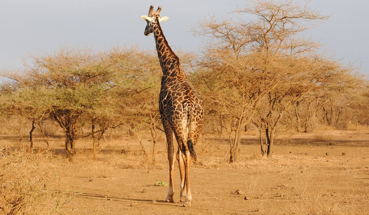 7 Days Masai Mara, Nakuru and Amboseli Safari