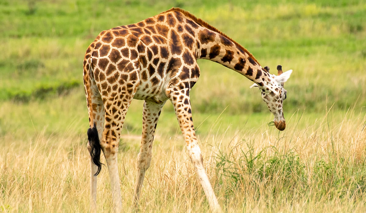 3 Days Wildlife Safari in Murchison Falls