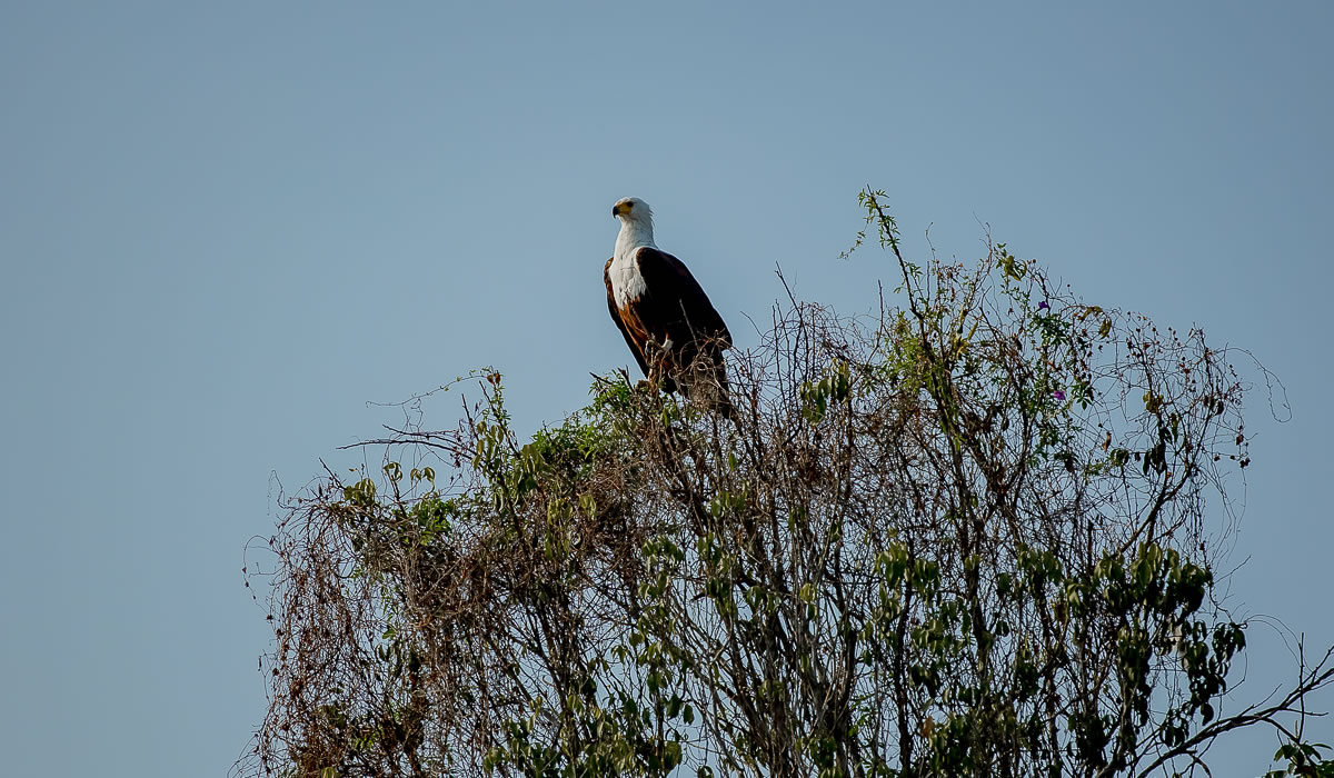 Gishwati-Mukura National Park