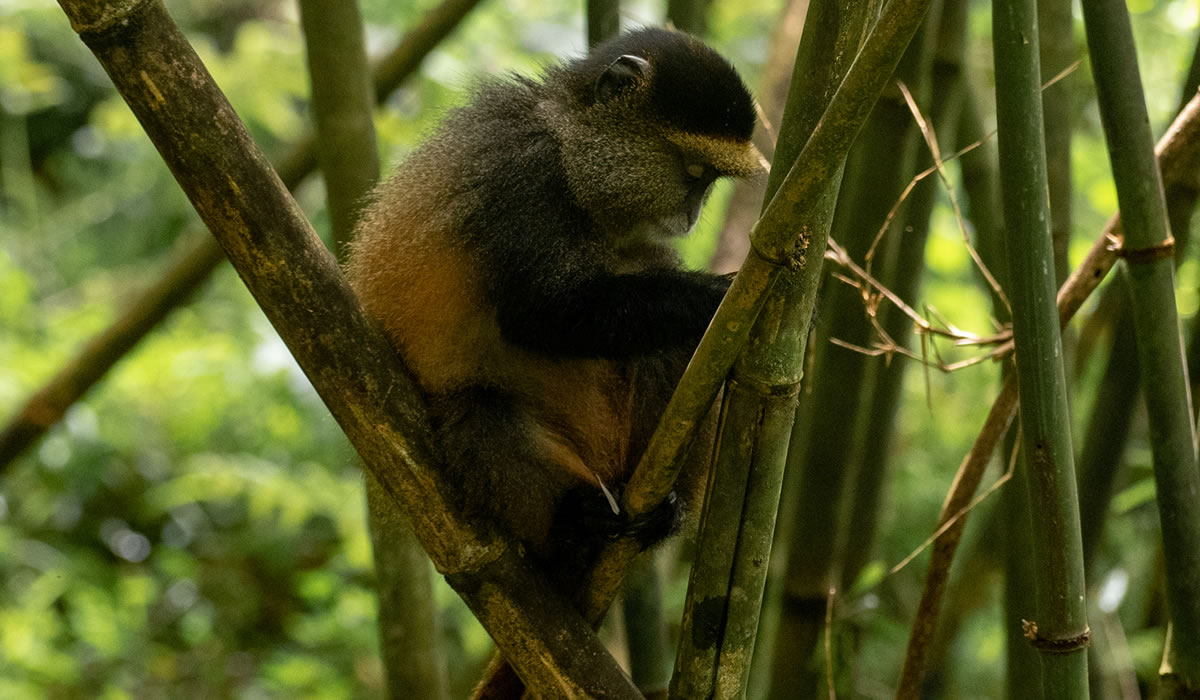 4 Days Uganda Gorilla and Golden Monkey Trekking