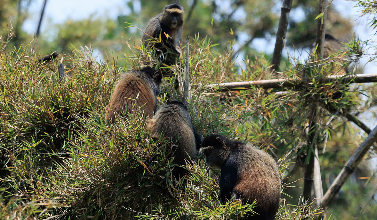 4 Days Gorilla and Golden Monkey Trekking Rwanda