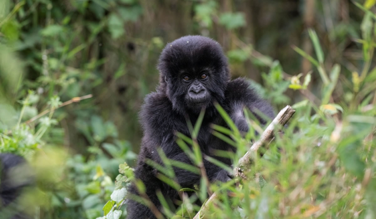 6 Days Best of Congo Gorilla Safari