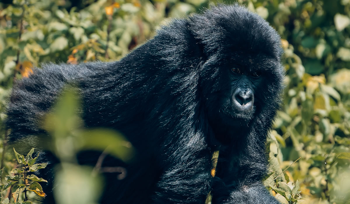10 Days Gorillas, Chimps and Wildlife Safari Rwanda